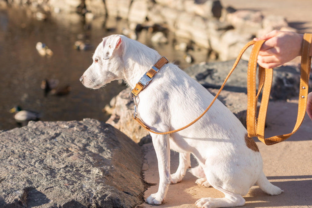 Pro Line Quick-Release Khaki Leather Dog Collar with Metal Buckle